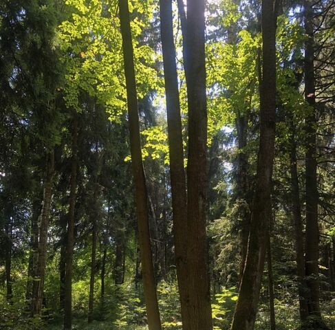 д Сивково Зеленая роща-1 кп, Крёкшино, ул. 3-я Восточная фото