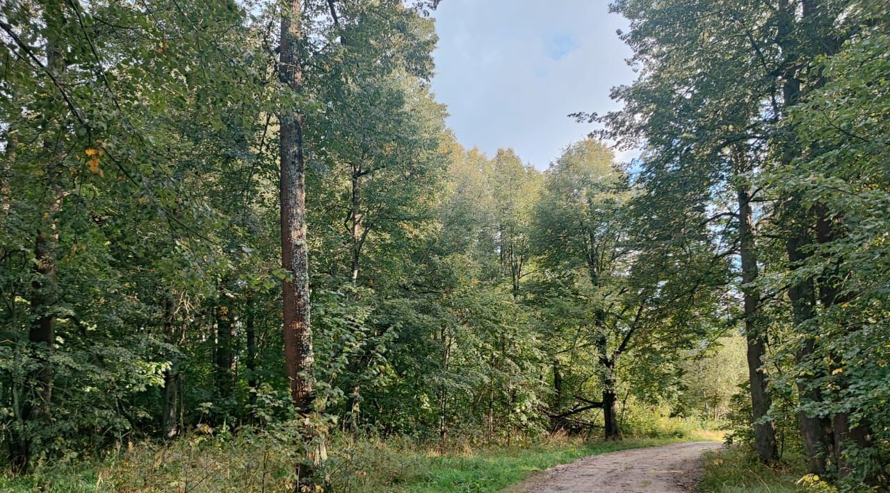 земля городской округ Можайский д Денисьево фото 11