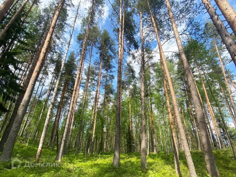 земля р-н Всеволожский фото 1