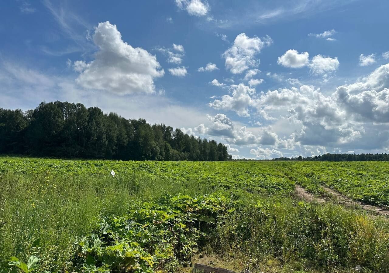 земля городской округ Клин д Опалево 68 км, Клин, Рогачёвское шоссе фото 9