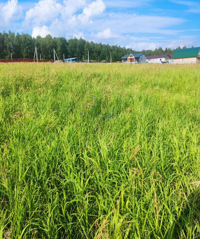 садовое некоммерческое товарищество Березняки фото