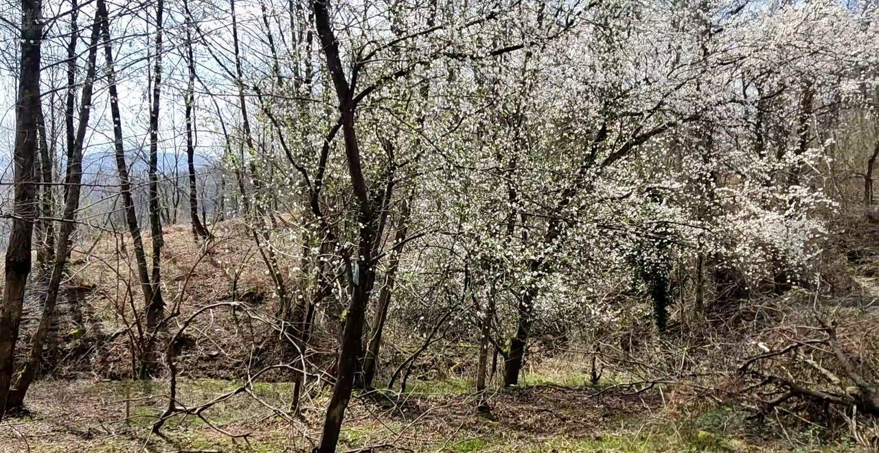 земля г Сочи р-н Адлерский с Нижняя Шиловка снт Южное взморье фото 2