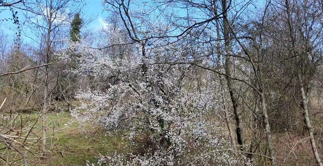 земля г Сочи р-н Адлерский с Нижняя Шиловка снт Южное взморье фото 5