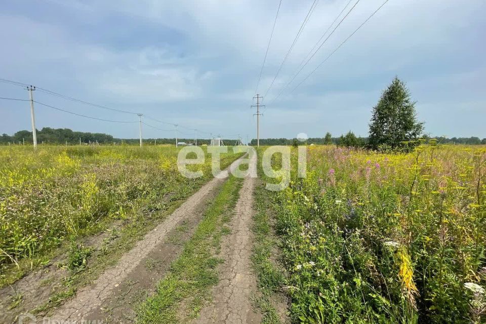 земля г Красноярск р-н Октябрьский городской округ Красноярск, Экопарк Берёзовая роща фото 5