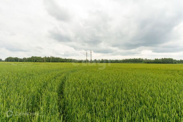 село Горьковка фото