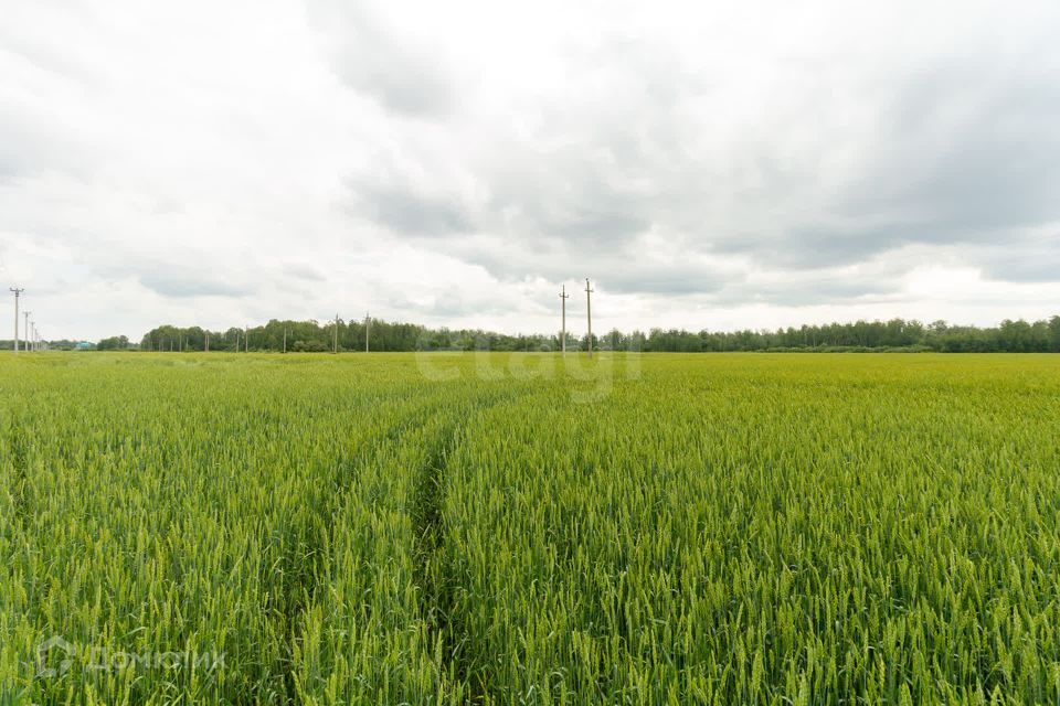 земля р-н Тюменский село Горьковка фото 5