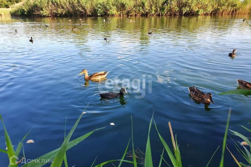 земля р-н Азовский х Колузаево снт Надежда-4 Центральная улица фото 6