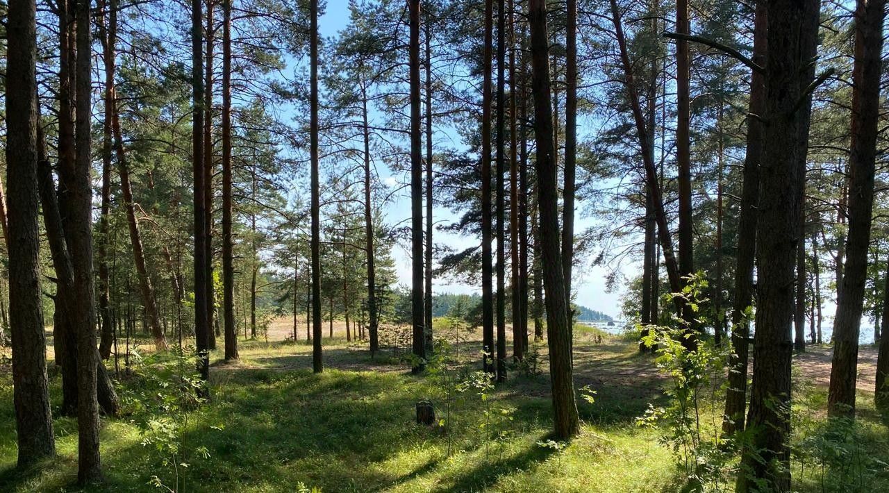 дом р-н Всеволожский д Озерки Приморское городское поселение, Выборгский район фото 17