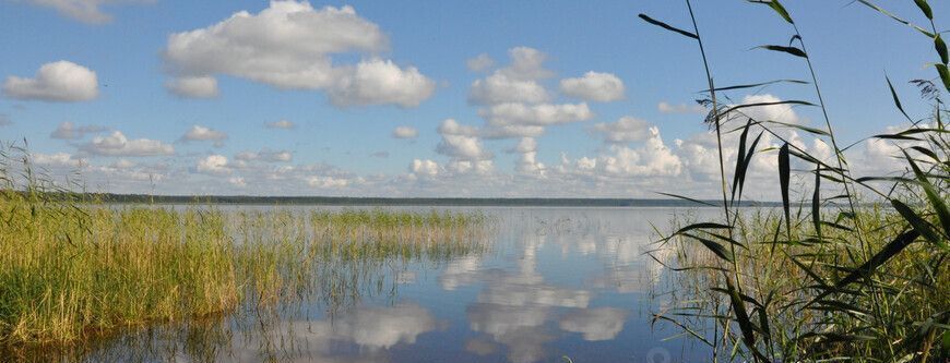 земля р-н Выборгский п Красносельское Синички СНТ фото 8