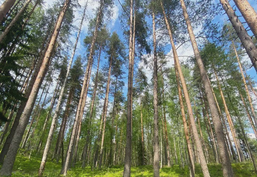 земля р-н Всеволожский д Гарболово Трасса Сортавала, 9754 км, Куйвозовское сельское поселение, потребительский кооператив садоводов Виктория, ул. Виктория фото 1