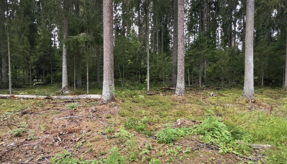 земля р-н Гатчинский городской посёлок Вырица, Дворцовая улица, 4 фото 2