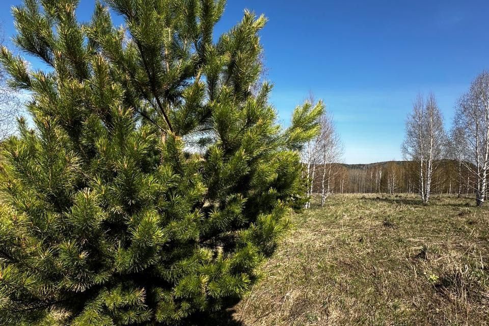 земля р-н Новокузнецкий Кемеровская область — Кузбасс, село Куртуково фото 1