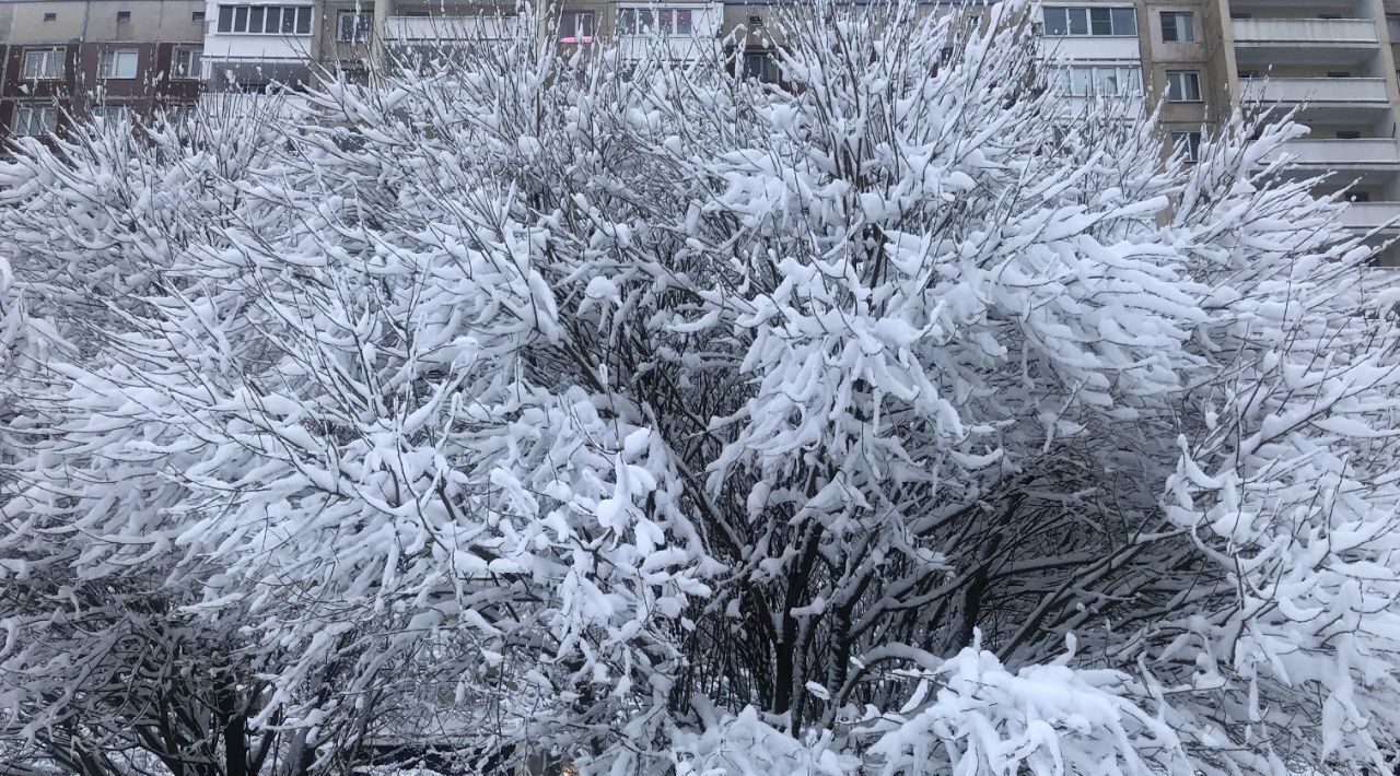 квартира г Санкт-Петербург метро Политехническая пр-кт Тихорецкий 25к/2 фото 33