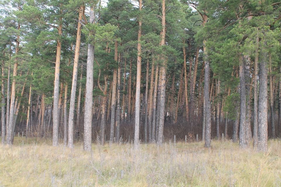 земля р-н Бийский посёлок Боровой фото 2