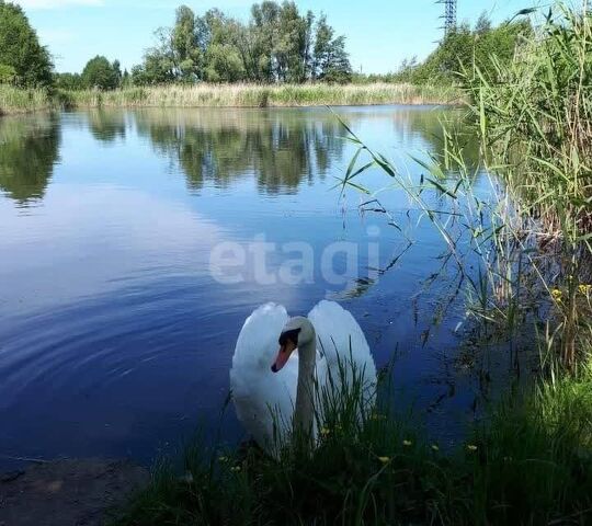 р-н Центральный городской округ Калининград, ст Фрегат фото