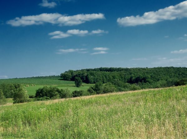 земля р-н Гатчинский д Порицы пер Ивовый фото 1