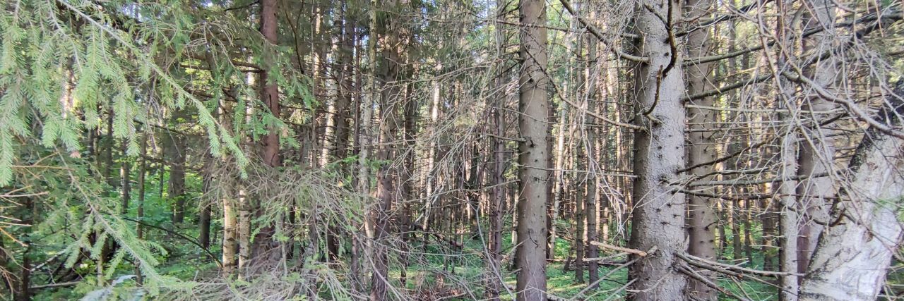 земля городской округ Сергиево-Посадский д Леоново 21А фото 6