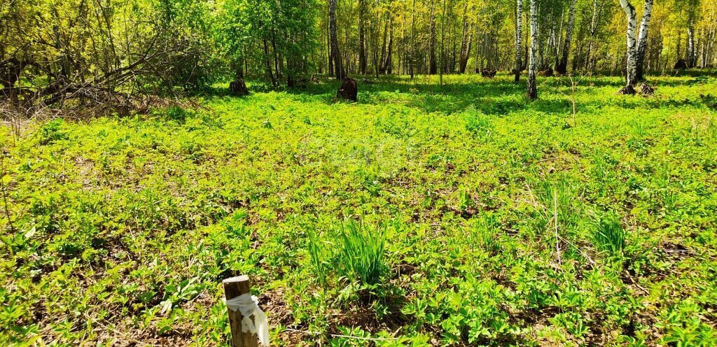 земля р-н Новосибирский с Каменка Берёзовая Роща, Каменский сельсовет фото 5