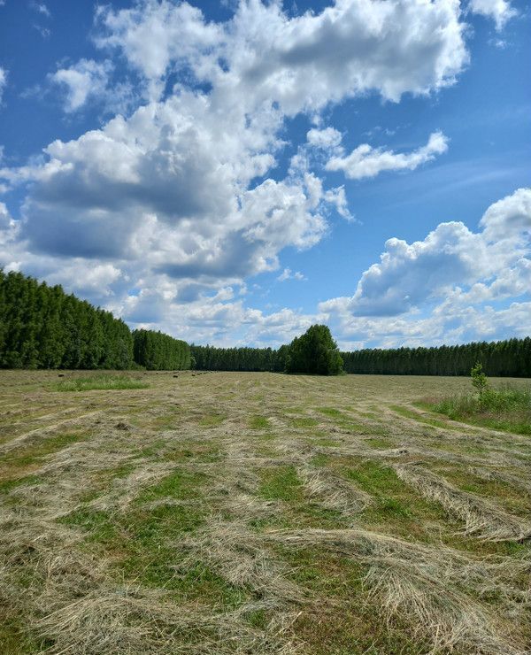 земля городской округ Солнечногорск рп Менделеево 25 км, 18, д. Никольское, г. о. Солнечногорск, Ленинградское шоссе фото 7