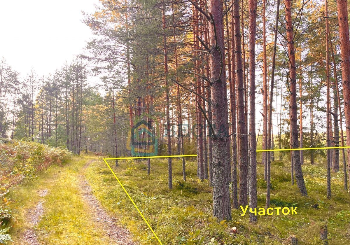 земля р-н Лужский п Толмачево Киевское шоссе, 9825 км, Толмачёвское городское поселение фото 4