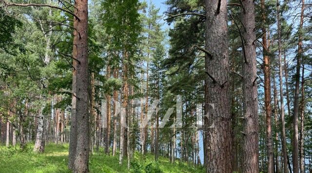 п Гречухино с пос, Громовское фото