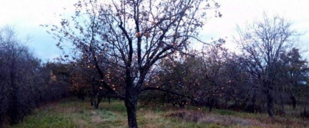 дом р-н Красногвардейский с Прудки ул Лесная Верхнепокровское с/пос фото 20