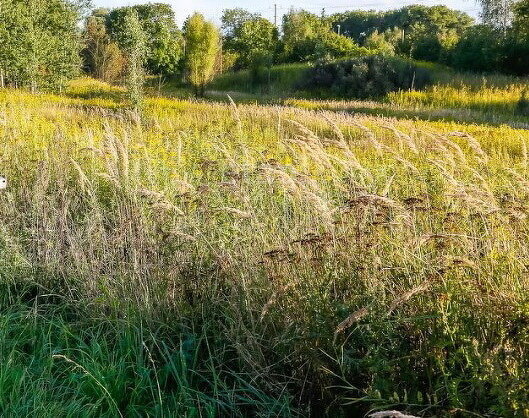 земля Черняховский муниципальный округ фото