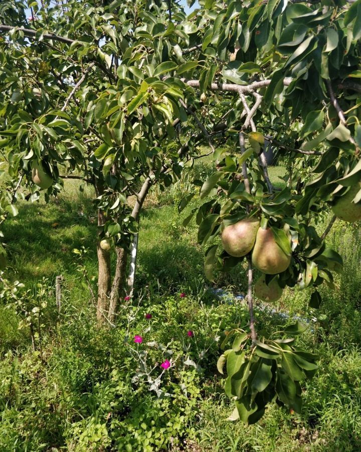 дом р-н Гурьевский п Голубево снт Залесье ул Сиреневая Калининград фото 12