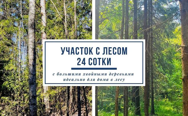 33 км, Деденево, Дмитровское шоссе фото