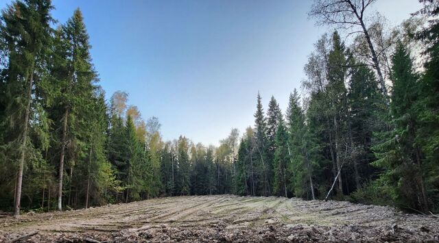 ул. Сосновая, Химки городской округ, д. Исаково фото