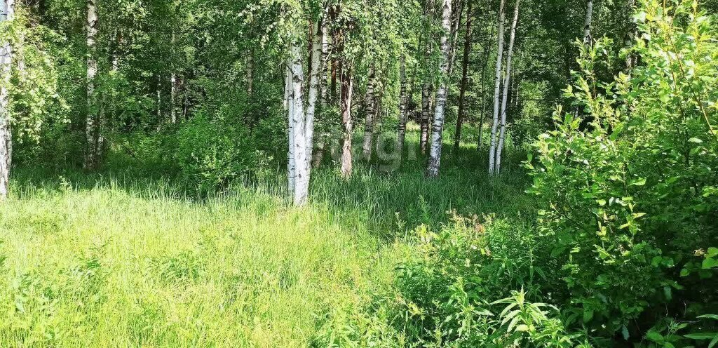 земля р-н Всеволожский д Мендсары Парнас, Бугровское городское поселение фото 19