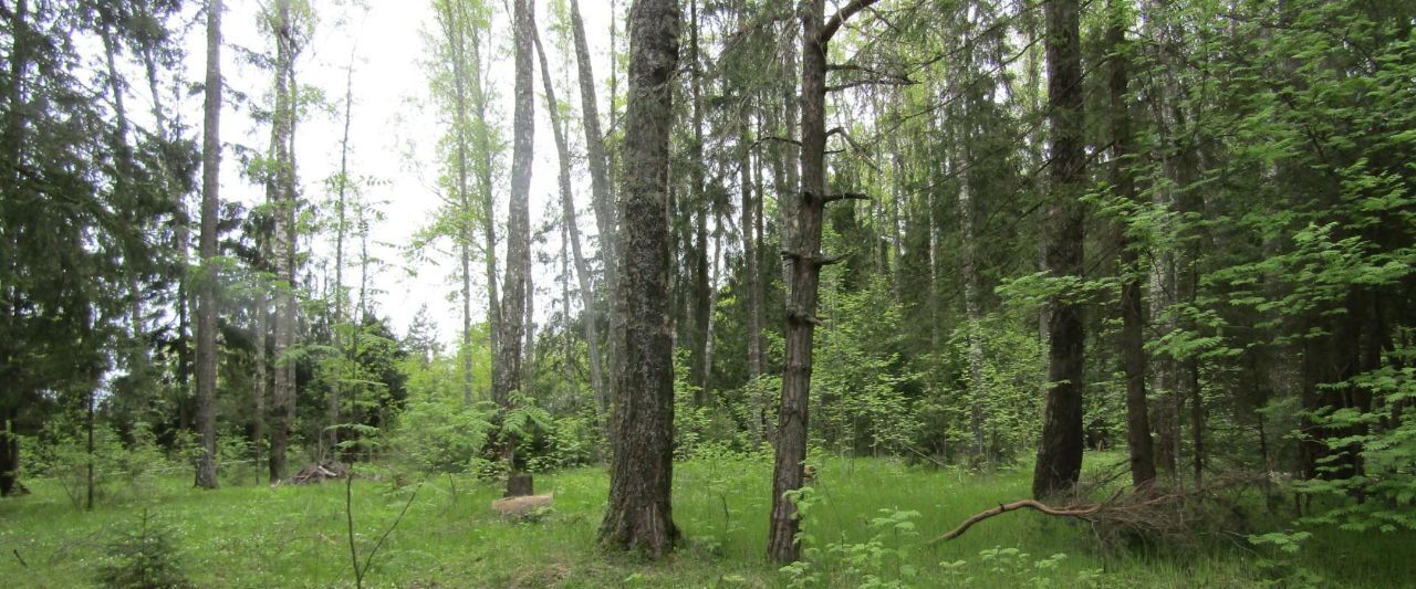 офис городской округ Рузский п Беляная Гора фото 1