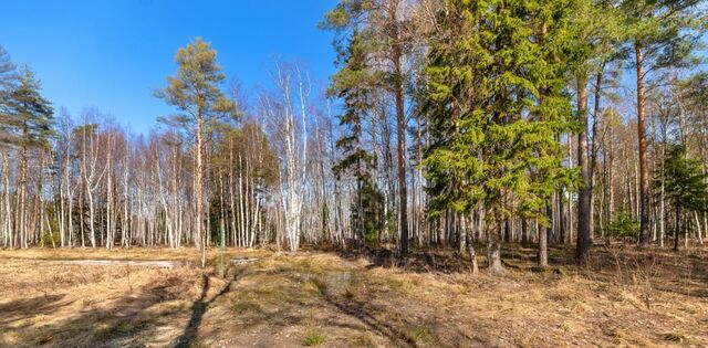 п Первомайское пос, Форест Вилладж кп фото