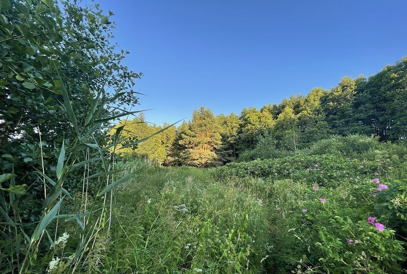 земля р-н Ломоносовский д Шепелево Лебяженское городское поселение, Сосновый Бор фото 10