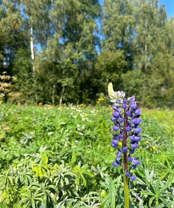 земля городской округ Клин д Вертково фото 5