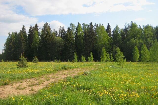 Охтинское Раздолье фото