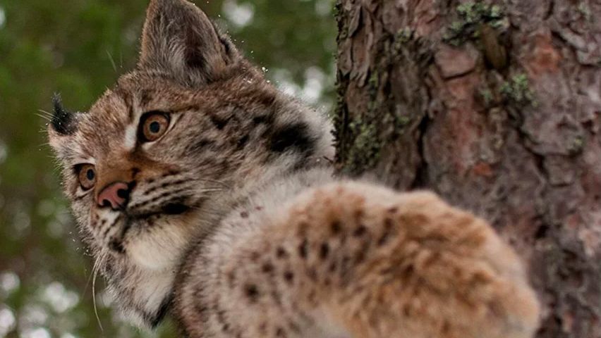 дом р-н Приозерский Трасса Сортавала, 57 км, Красноозёрное сельское поселение, Коробицыно фото 14