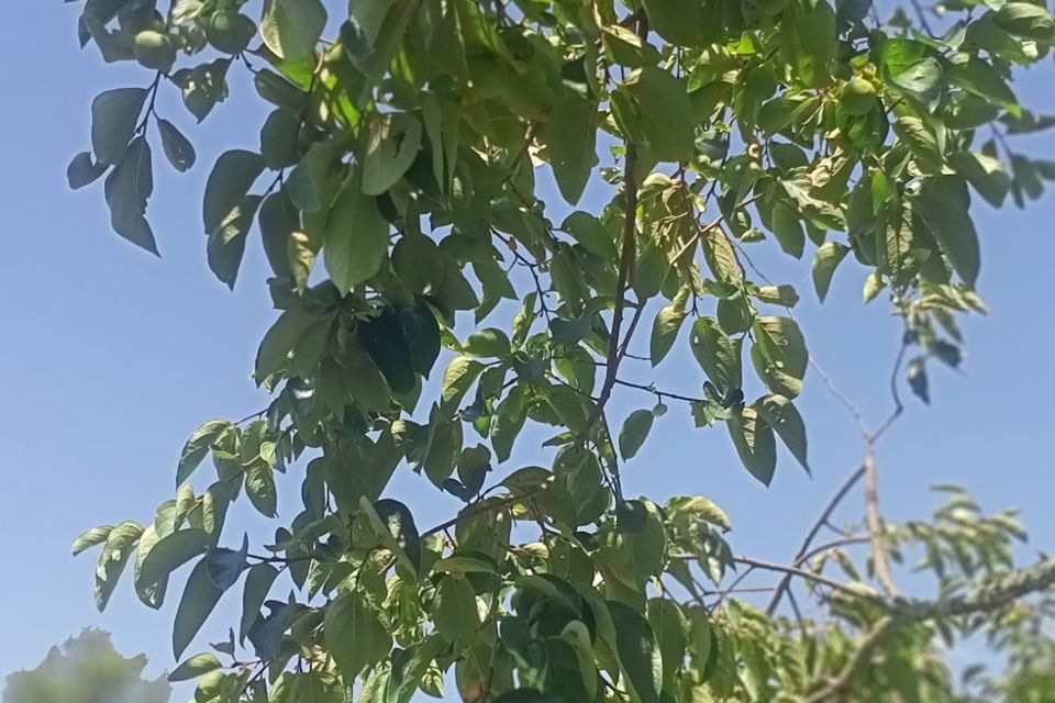 земля городской округ Сочи, село Красная Воля, Солнечная улица фото 3