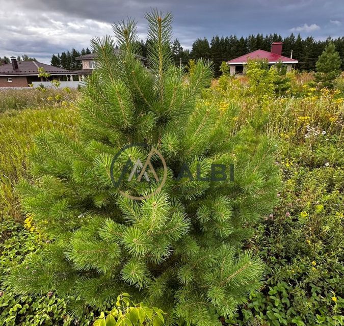 земля р-н Чишминский село Алкино-2 фото 4