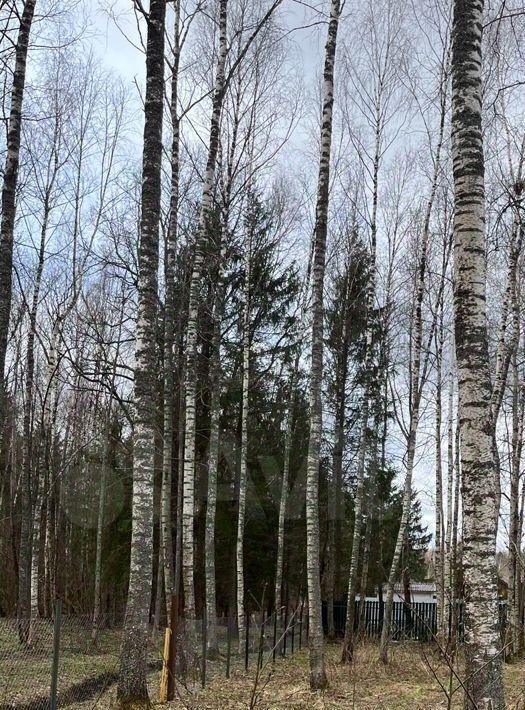 земля г Пушкино снт Свет ДНП, Волоколамский городской округ, Новый фото 8