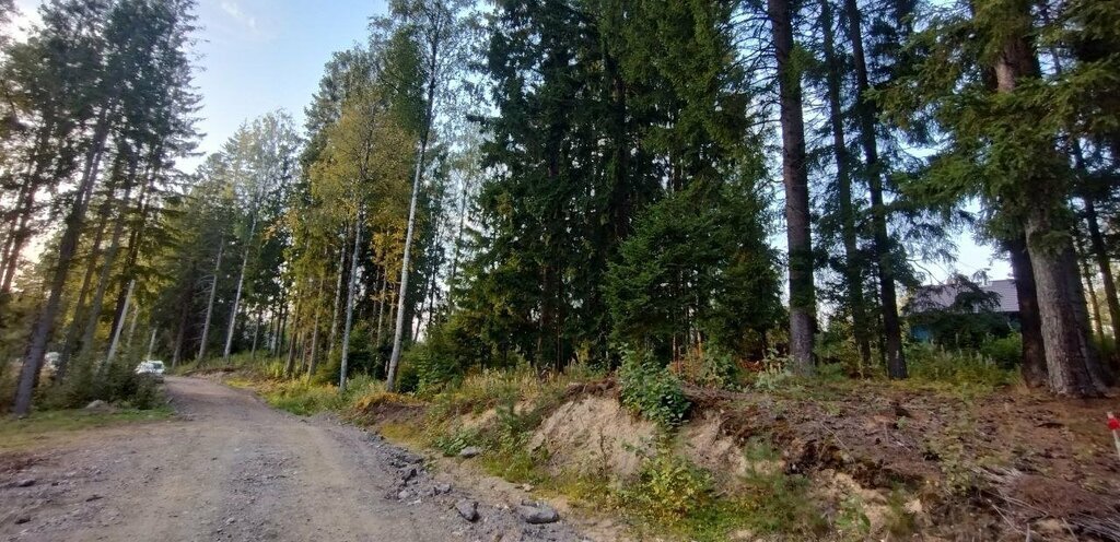 земля р-н Всеволожский д Сарженка Парнас, дачное некоммерческое партнёрство Лесной Хутор фото 7