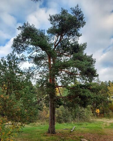 Трасса Сортавала, 9771 км, Сосновское сельское поселение фото