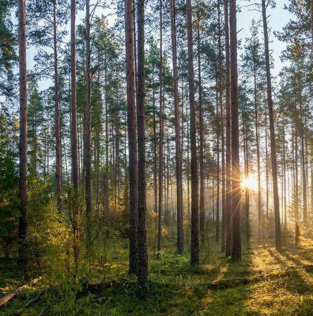 земля р-н Всеволожский 9738 км, Всеволожский р-н, Токсовское городское поселение, Токсово, Ленинградское шоссе фото 1