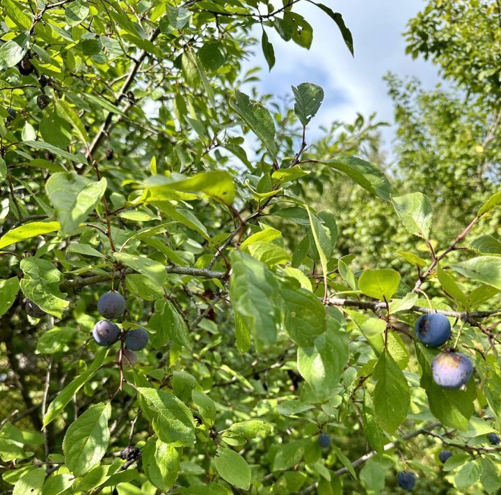 земля городской округ Одинцовский д Осоргино снт Темп Лесной Городок фото 8