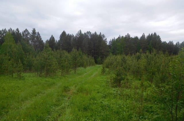 земля р-н Пригородный п Горноуральский Петрокаменское фото 4