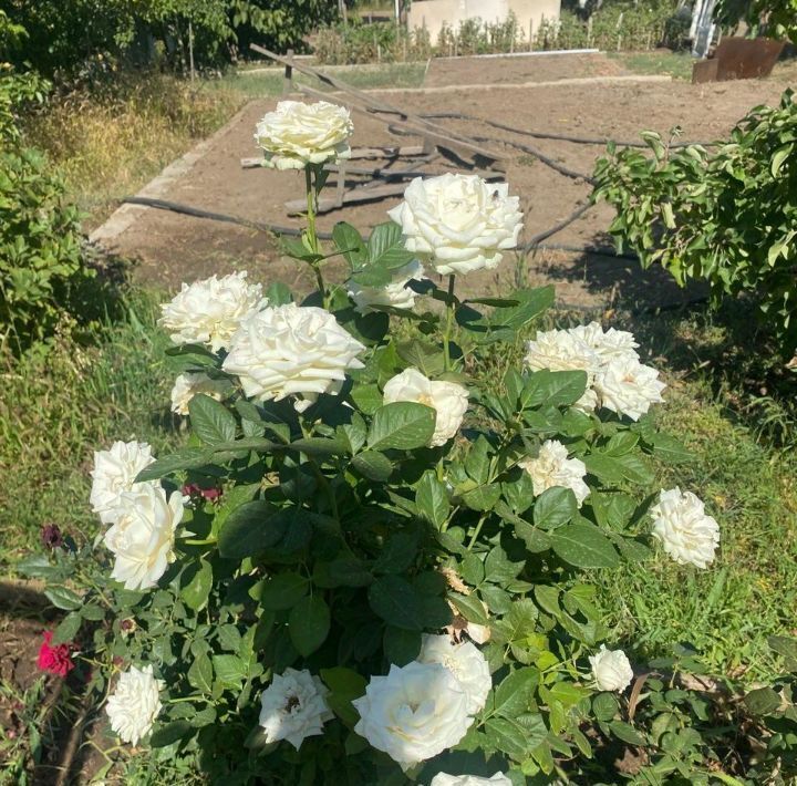 дом р-н Городищенский с Студено-Яблоновка Краснопахаревское с/пос фото 17