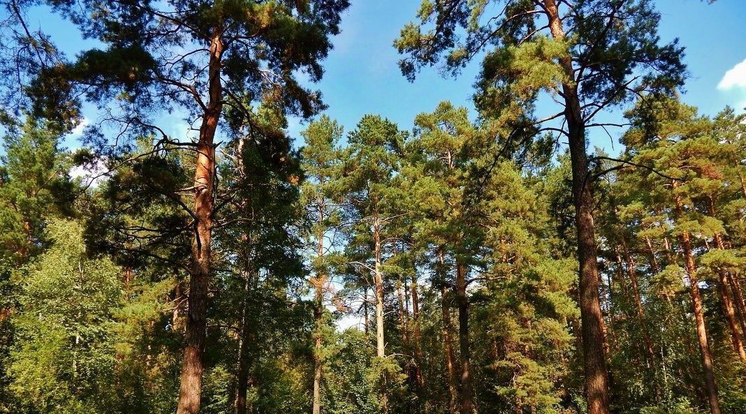 земля р-н Белоярский п Гагарский ул 3-я Парковая загородный комплекс Лайф тер. фото 1