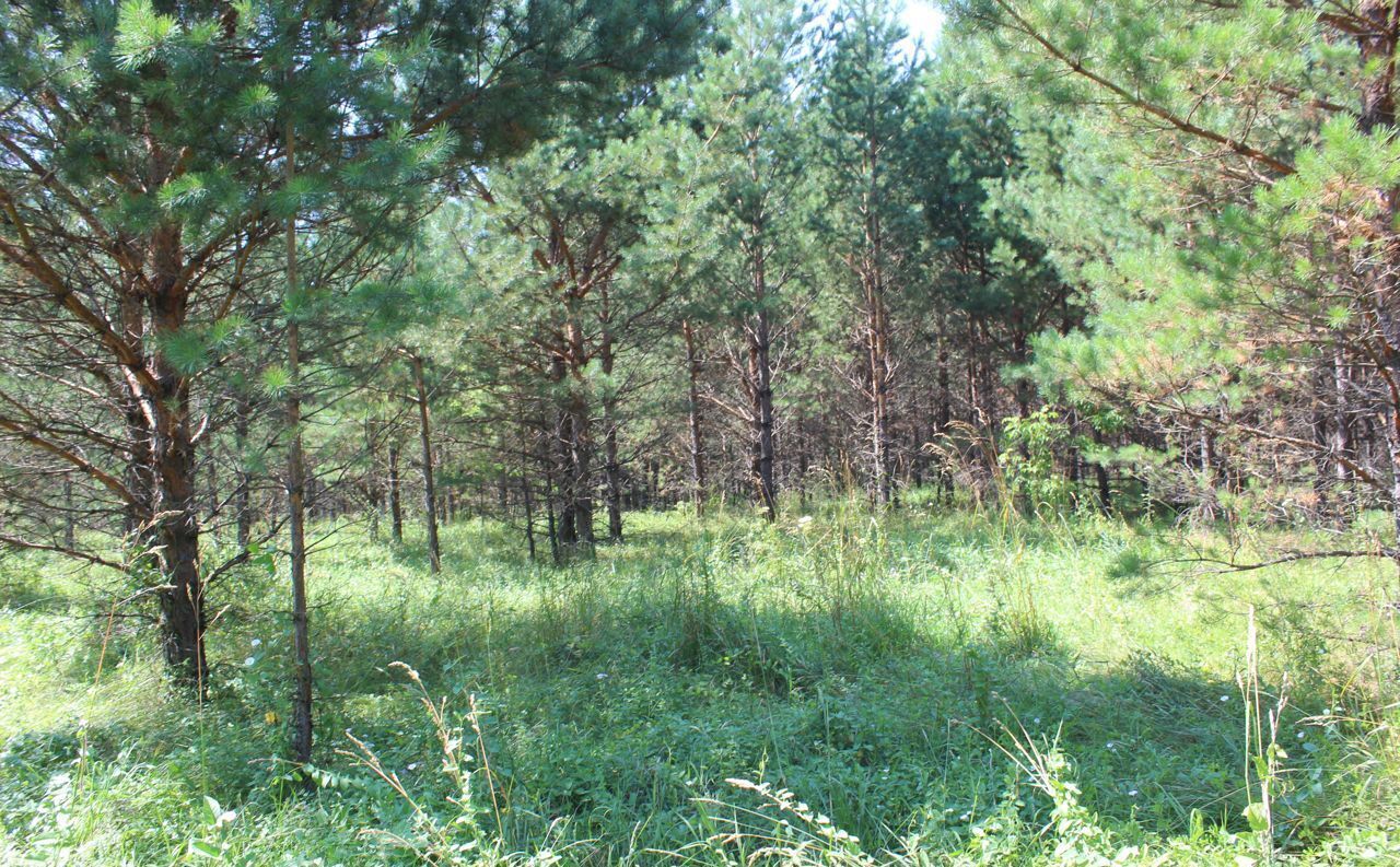 земля р-н Первомайский Санниковский сельсовет, Новоалтайск фото 17