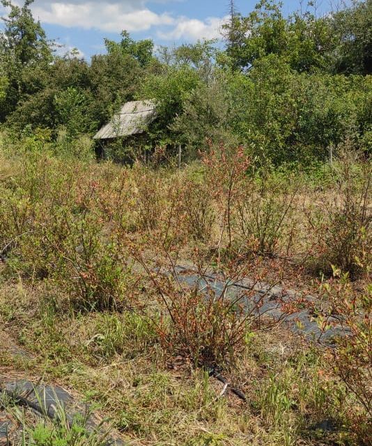 земля р-н Мостовский ст-ца Губская ул Колхозная Губское сельское поселение фото 3