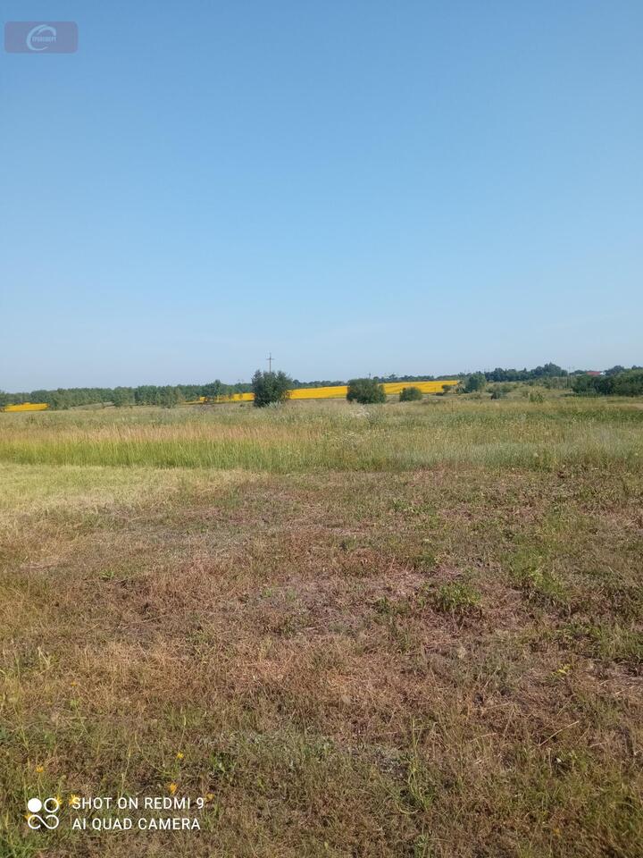 земля р-н Новоусманский с Орлово ул Больничная фото 4